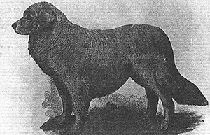 illustrazione del cane da pastore maremmano apparso in un testo cinofilia italiana:Il Cane di Angelo Vecchio, 1904